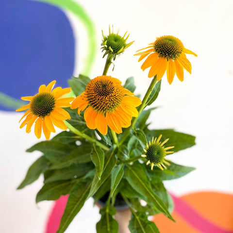 Echinacea purpurea - Yellow Coneflower - Sprouts of Bristol