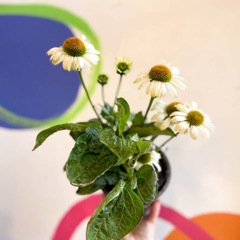 Echinacea 'Sombrero Blanco' - White Coneflower - Sprouts of Bristol