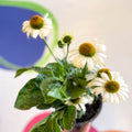 Echinacea 'Sombrero Blanco' - White Coneflower - Sprouts of Bristol