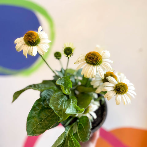 Echinacea 'Sombrero Blanco' - White Coneflower - Sprouts of Bristol