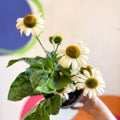 Echinacea 'Sombrero Blanco' - White Coneflower - Sprouts of Bristol