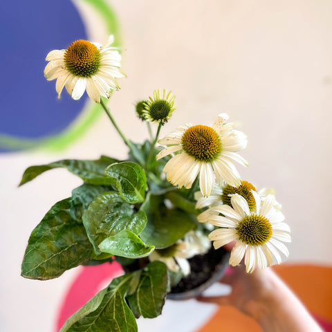 Echinacea 'Sombrero Blanco' - White Coneflower - Sprouts of Bristol