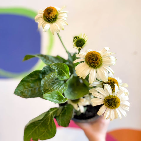 Echinacea 'Sombrero Blanco' - White Coneflower - Sprouts of Bristol