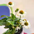 Echinacea 'Sombrero Blanco' - White Coneflower - Sprouts of Bristol