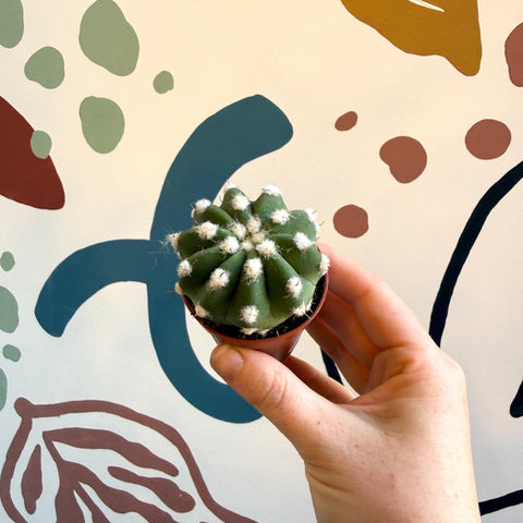 Echinopsis multiplex – Night - Blooming Hedgehog Cactus - Sprouts of Bristol