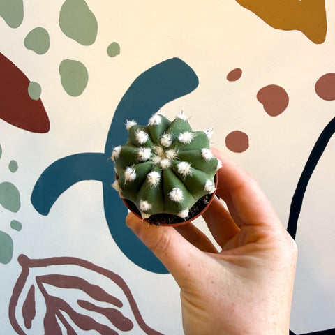 Echinopsis multiplex – Night - Blooming Hedgehog Cactus - Sprouts of Bristol