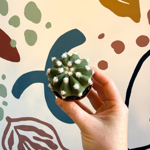 Echinopsis multiplex – Night - Blooming Hedgehog Cactus - Sprouts of Bristol