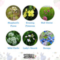 Edible Flowers Mix - Wildflower Grab Bag - Sprouts of Bristol