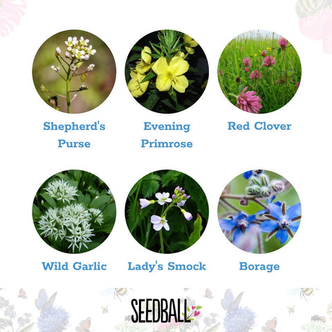Edible Flowers Mix - Wildflower Grab Bag - Sprouts of Bristol