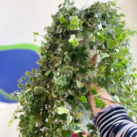 English Ivy - Hedera helix 'Eva' - Sprouts of Bristol