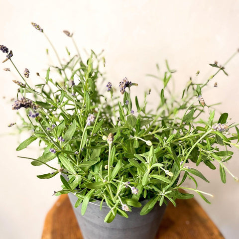 English lavender - Lavandula angustifolia 'Ardeche Blue' - Sprouts of Bristol