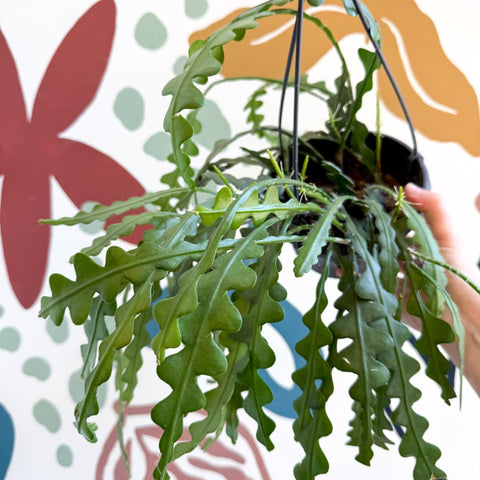 Epiphyllum anguliger - Fishbone Cactus - Sprouts of Bristol