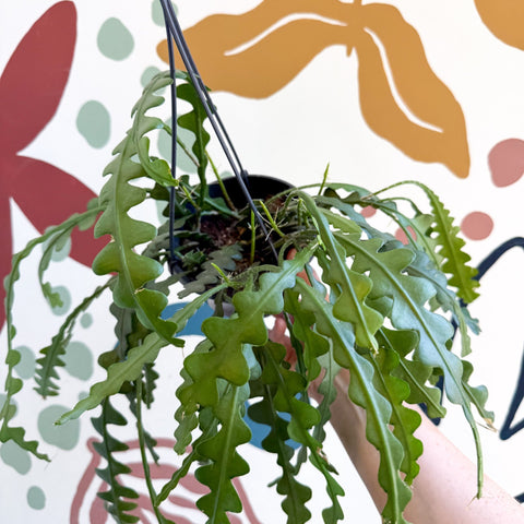 Epiphyllum anguliger - Fishbone Cactus - Sprouts of Bristol