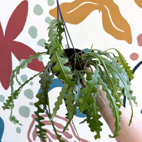 Epiphyllum anguliger - Fishbone Cactus - Sprouts of Bristol