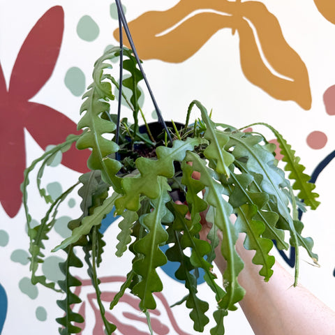 Epiphyllum anguliger - Fishbone Cactus - Sprouts of Bristol