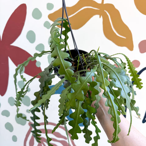 Epiphyllum anguliger - Fishbone Cactus - Sprouts of Bristol