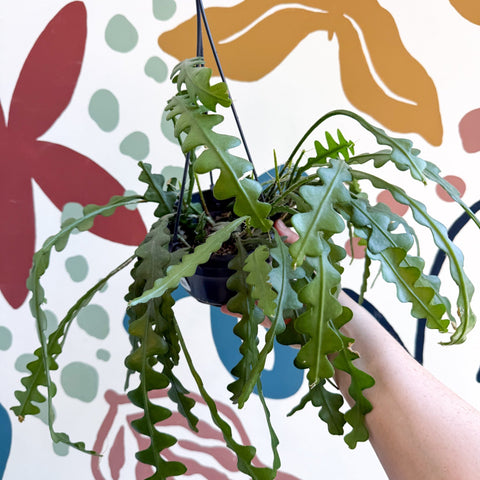 Epiphyllum anguliger - Fishbone Cactus - Sprouts of Bristol