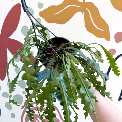 Epiphyllum anguliger - Fishbone Cactus - Sprouts of Bristol