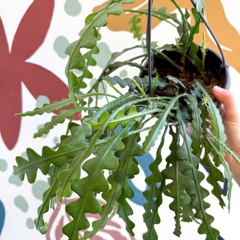 Epiphyllum anguliger - Fishbone Cactus - Sprouts of Bristol