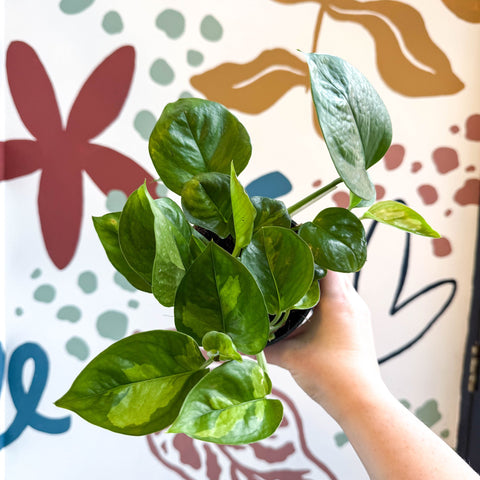 pothos global green Epipremnum aureum 'Global Green'