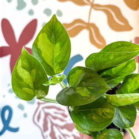 global green pothos vs emerald Epipremnum aureum 'Global Green'