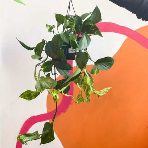 Epipremnum aureum - Golden Pothos - Sprouts of Bristol