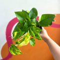 Epipremnum aureum - Golden Pothos - Sprouts of Bristol