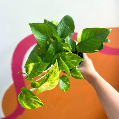 Epipremnum aureum - Golden Pothos - Sprouts of Bristol