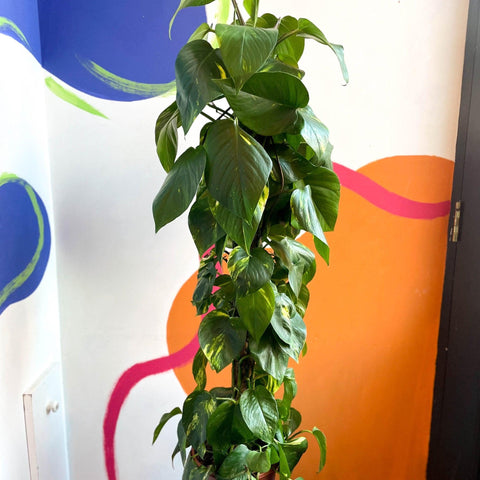 Epipremnum aureum - Golden Pothos - Sprouts of Bristol