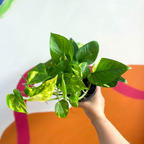 Epipremnum aureum - Golden Pothos - Sprouts of Bristol