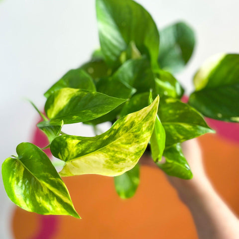 Epipremnum aureum - Golden Pothos - Sprouts of Bristol