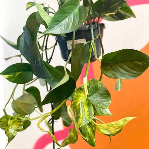 Epipremnum aureum - Golden Pothos - Sprouts of Bristol