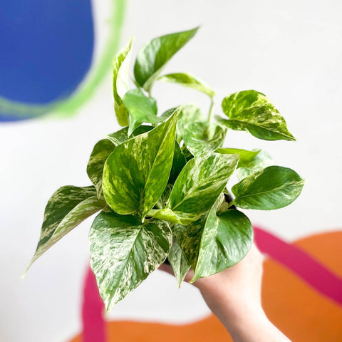 Epipremnum aureum 'Marble Queen' - Marble Queen Pothos - Sprouts of Bristol