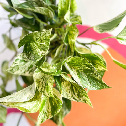 Epipremnum aureum 'Marble Queen' - Marble Queen Pothos - Sprouts of Bristol