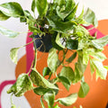 Epipremnum aureum 'Marble Queen' - Marble Queen Pothos - Sprouts of Bristol