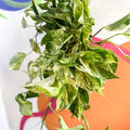 Epipremnum aureum 'Marble Queen' - Marble Queen Pothos - Sprouts of Bristol
