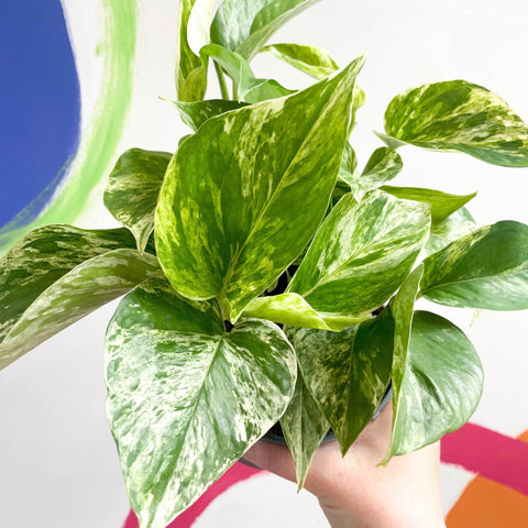 Epipremnum aureum 'Marble Queen' - Marble Queen Pothos - Sprouts of Bristol