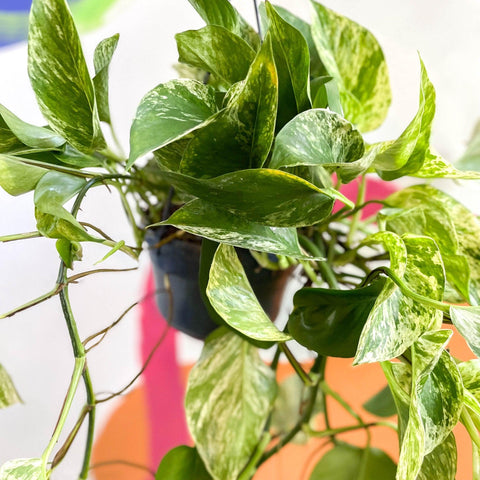 Epipremnum aureum 'Marble Queen' - Marble Queen Pothos - Sprouts of Bristol