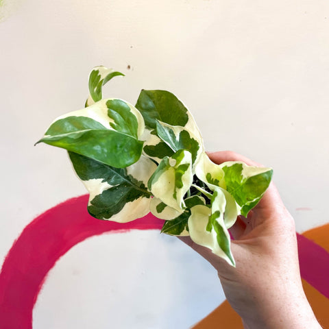 Epipremnum aureum 'Njoy' - Pothos N Joy - Sprouts of Bristol