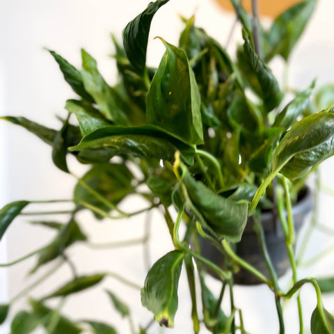 Epipremnum aureum ‘Shangri La’ - Sprouts of Bristol