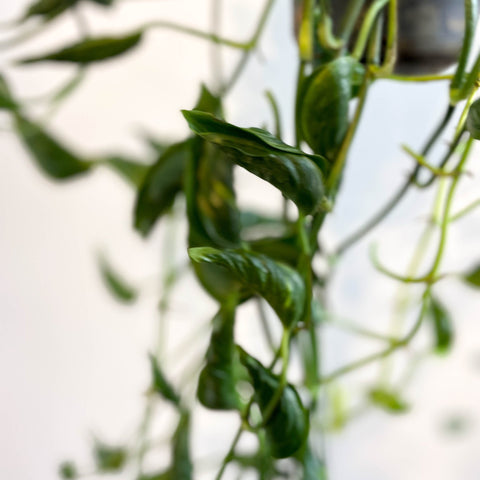 Epipremnum aureum ‘Shangri La’ - Sprouts of Bristol