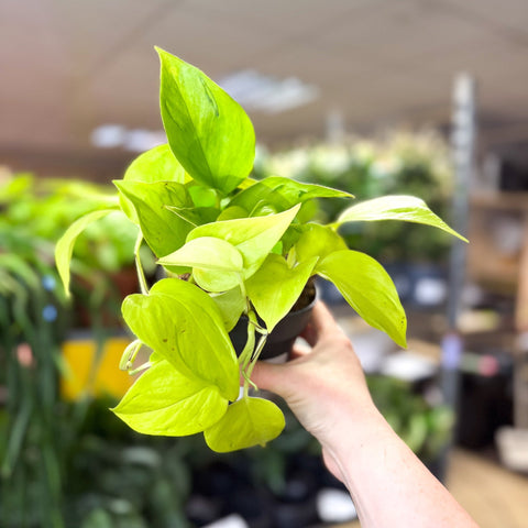 pothos champs elysees Epipremnum 'Champs Elysees' – Sprouts of Bristol