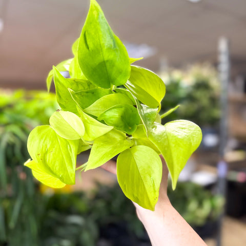 Epipremnum ‘Champs Elysees’ - Sprouts of Bristol