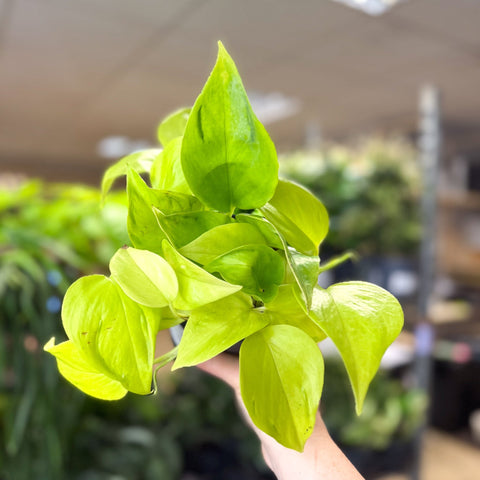 Epipremnum ‘Champs Elysees’ - Sprouts of Bristol