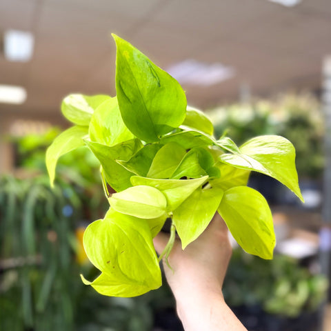 Epipremnum ‘Champs Elysees’ - Sprouts of Bristol