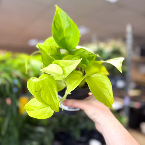 Epipremnum ‘Champs Elysees’ - Sprouts of Bristol