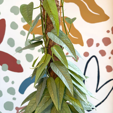 cebu blue pothos on moss pole Epipremnum pinnatum 'Cebu Blue'