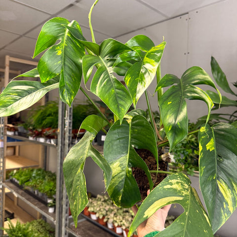 Epipremnum pinnatum 'Cintho Goldfinger' - Sprouts of Bristol