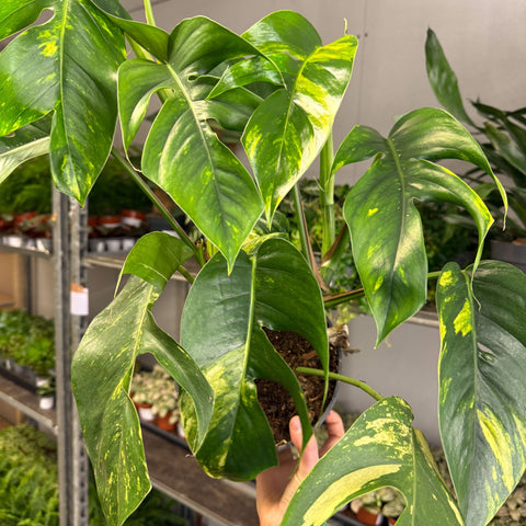 Epipremnum pinnatum 'Cintho Goldfinger' - Sprouts of Bristol