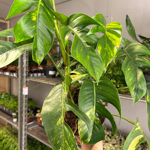 Epipremnum pinnatum 'Cintho Goldfinger' - Sprouts of Bristol